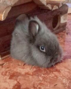 Abigor Bunny Rabbit